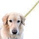 Bruins The Black Dog Pet Leash Image coming soon src=